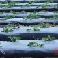 Плівка для мульчування в асортименті Vatan Plastik - фото № 1