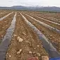 Мульчуюча плівка чорна Vatan Plastik - фото № 1