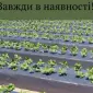 Мульчуюча плівка - фото № 1