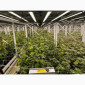 Продаж надприбуткові канабіс теплиці з обігрівом 1500 кв.м - фото № 5