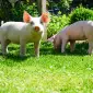 Куплю поросята 10 - фото № 1