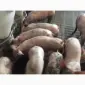Продам поросят живою вагою м'ясник 3х породний гібрид будь-якої вагової категорії - фото № 1