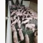 Продаем поросят мясных пород 3х породный гибрид поросята с комплекса - фото № 1