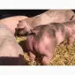 Продаю поросят мясных пород 3х породный гибрид с комплекса - фото № 1