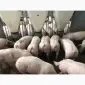 Продам поросята в наявності е постійно - фото № 1