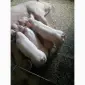 Продам поросята - фото № 2