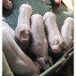 Продам поросят (мінімальна партія 100 голів) - фото № 1