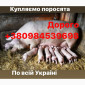 Куплю поросята свини - фото № 1