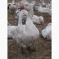 Продам інкубаційне яйце гусака породи мамут - фото № 1
