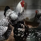 Продам инкубационные яйца курей Виандот - фото № 1