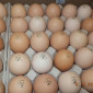 Инкубационные яйца Венгрия Польша Чехия (маркированные) КООБ 500 и другие породы - фото № 1