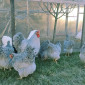 Віандот біле золото, лавандовий, білий.Кури, курчата, яйце інкубаційне - фото № 1