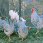 Віандот біле золото, лавандовий, білий.Кури, курчата, яйце інкубаційне - фото № 2