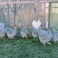 Віандот біле золото, лавандовий, білий.Кури, курчата, яйце інкубаційне - фото № 4