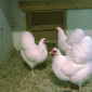 Віандот біле золото, лавандовий, білий.Кури, курчата, яйце інкубаційне - фото № 5