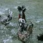 Падуан золото, белое золото, серебро, толбут.Цыплята, яйцо инкубационное - фото № 2