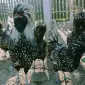 Падуан золото, белое золото, серебро, толбут.Цыплята, яйцо инкубационное - фото № 4