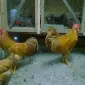 Леггорн палевий, золото, куріпчастий. Кури, курчата, яйце інкубаційне - фото № 1
