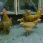 Леггорн палевий, золото, куріпчастий. Кури, курчата, яйце інкубаційне - фото № 2