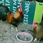 Леггорн палевий, золото, куріпчастий. Кури, курчата, яйце інкубаційне - фото № 4