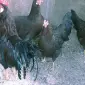 Леггорн палевий, золото, куріпчастий. Кури, курчата, яйце інкубаційне - фото № 6