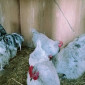 Орпінгтон мармуровий, спліш, білий. Кури, курчата, яйце інкубаційне - фото № 7