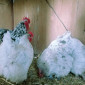 Орпінгтон мармуровий, спліш, білий. Кури, курчата, яйце інкубаційне - фото № 8