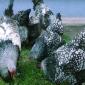 Брама серебро, сине-оранжевая, лимон. цыплята, яйцо инкубационное - фото № 4