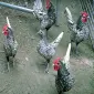 Сібрайт золото, срібло. Кури, курчата, яйце інкубаційне - фото № 1