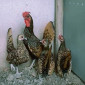 Сібрайт золото, срібло. Кури, курчата, яйце інкубаційне - фото № 3