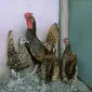 Сібрайт золото, срібло. Кури, курчата, яйце інкубаційне - фото № 3