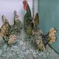 Сібрайт золото, срібло. Кури, курчата, яйце інкубаційне - фото № 5