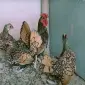Сібрайт золото, срібло. Кури, курчата, яйце інкубаційне - фото № 6
