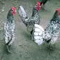 Сібрайт золото, срібло. Кури, курчата, яйце інкубаційне - фото № 8