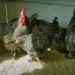 Мехеленська зозуля (Малин) смугастий, білий.Курчата, яйце інкубаційне - фото № 2