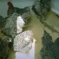 Мехеленська зозуля (Малин) смугастий, білий.Курчата, яйце інкубаційне - фото № 3