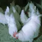 Мехеленська зозуля (Малин) смугастий, білий.Курчата, яйце інкубаційне - фото № 4