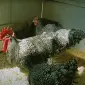 Мехеленська зозуля (Малин) смугастий, білий.Курчата, яйце інкубаційне - фото № 7
