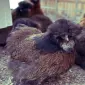 Инкубационное яйцо и цыплята. Китайская шелковая: коричневая, фарфоровая, сплеш - фото № 1