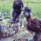 Инкубационное яйцо и цыплята. Китайская шелковая: коричневая, фарфоровая, сплеш - фото № 2