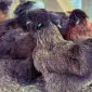 Инкубационное яйцо и цыплята. Китайская шелковая: коричневая, фарфоровая, сплеш - фото № 3