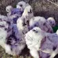 Инкубационное яйцо и цыплята. Китайская шелковая: коричневая, фарфоровая, сплеш - фото № 4