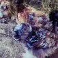 Инкубационное яйцо и цыплята. Китайская шелковая: коричневая, фарфоровая, сплеш - фото № 5