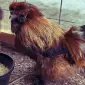 Инкубационное яйцо и цыплята. Китайская шелковая: коричневая, фарфоровая, сплеш - фото № 6