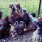 Инкубационное яйцо и цыплята. Китайская шелковая: коричневая, фарфоровая, сплеш - фото № 7