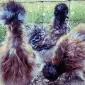 Инкубационное яйцо и цыплята. Китайская шелковая: коричневая, фарфоровая, сплеш - фото № 8