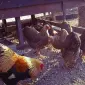 Інкубаційне яйце та курчата. Віандот: срібло, біле золото, помаранчевий - фото № 1