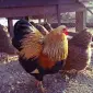 Інкубаційне яйце та курчата. Віандот: срібло, біле золото, помаранчевий - фото № 2