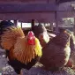 Інкубаційне яйце та курчата. Віандот: срібло, біле золото, помаранчевий - фото № 6