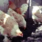 Инкубационное яйцо и цыплята. Брама: белое золото, колумбийское золото, лимонная - фото № 1